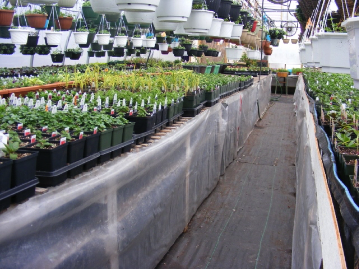 Back in the Greenhouse – Spring 2015