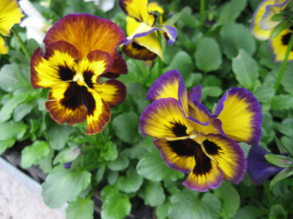 You can call me a “Pansy” anytime!