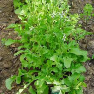 A bunch of healthy arugula, growing in a bed of soil.